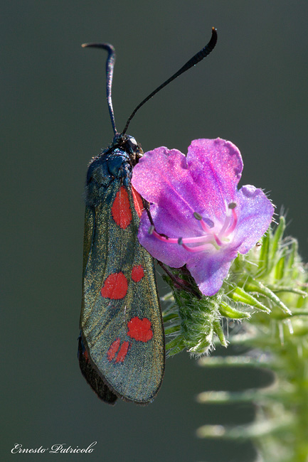 Zygaenidae  da identificare: Z. filipendulae